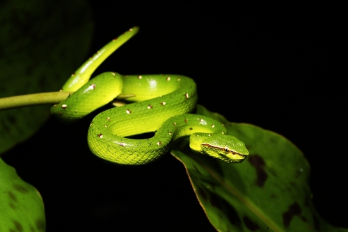Bornean Keeled Pit Viper