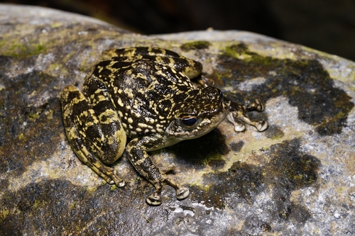 Sabah Splash Frog