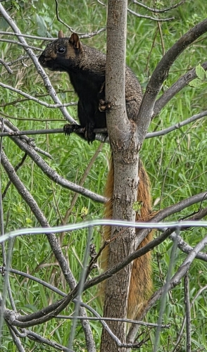 Eastern Fox Squirrel