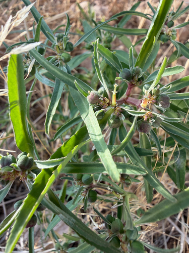 Squareseed Spurge