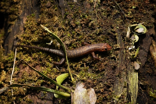 Sabah Slender Skink