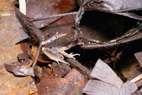 Sarawak Slender Litter Frog