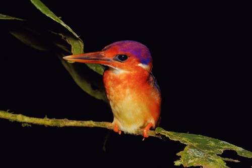Rufous-backed Dwarf Kingfisher