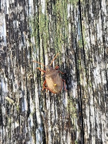Spiny Shield Bug