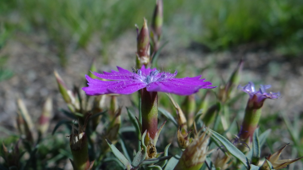 Chinese-pink from Hustai National Park, Mongolia on August 14, 2012 by ...