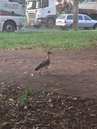 Buff-necked Ibis