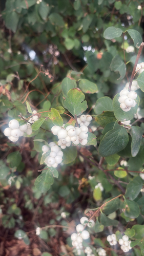 Common Snowberry