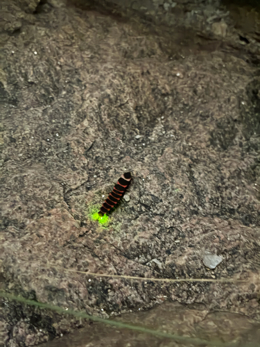 Pleotomus nigripennis