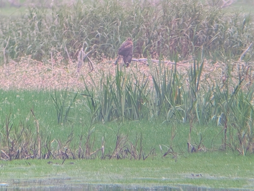 Northern Harrier