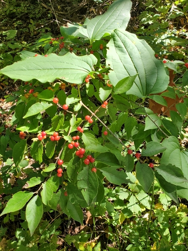 Amur honeysuckle