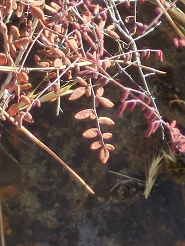 Coffee Fern