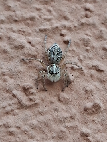 Half-edged Wall Jumping Spider