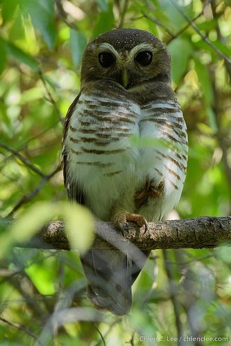 White-browed Owl
