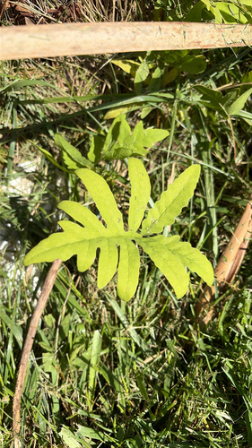 sensitive fern
