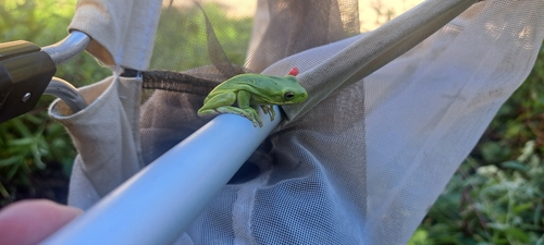 Green Treefrog