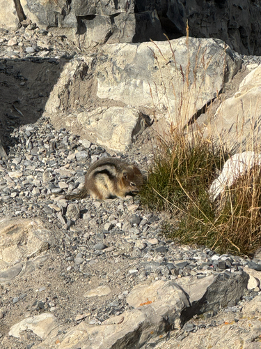 Common Golden-mantled Ground Squirrel