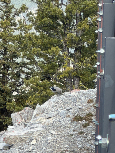Clark's Nutcracker
