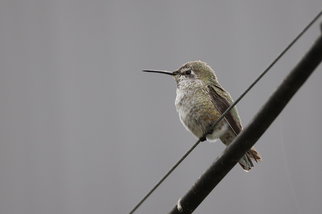 Anna's Hummingbird