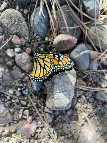 Monarch