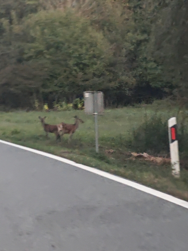 Red Deer