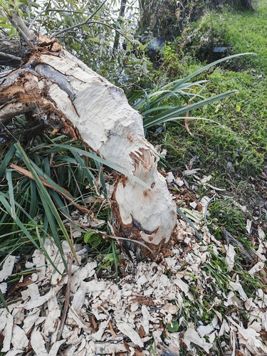 Eurasian Beaver