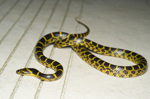 Big-tooth Snake