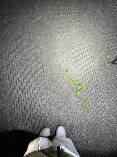 Chinese Green Tree Viper