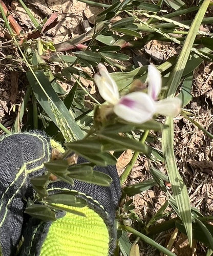 Chinese bushclover