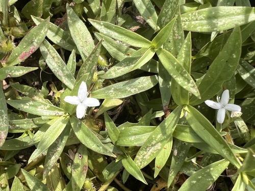 buttonweed