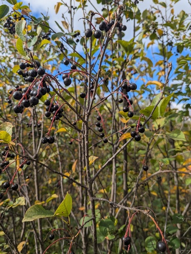 chokecherry