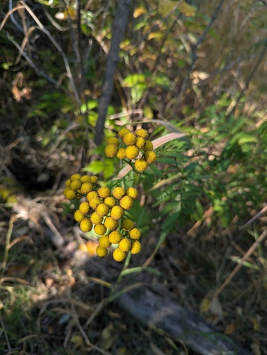 Common Tansy