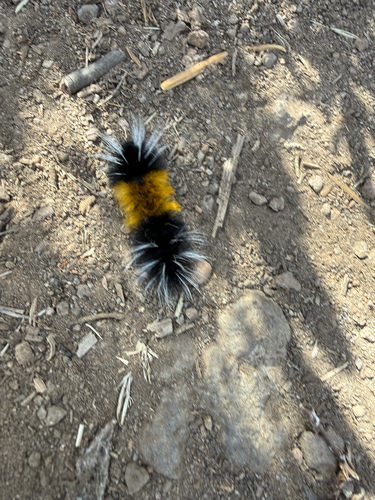 Spotted Tussock Moth