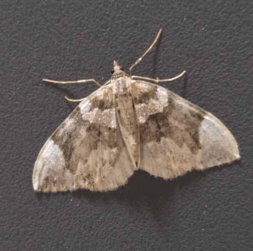 Dark Marbled Carpet