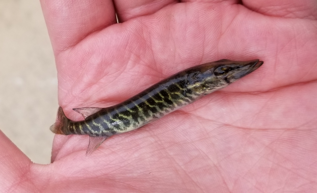 American Pickerel from Wayne County, MO, USA on May 21, 2020 at 0153