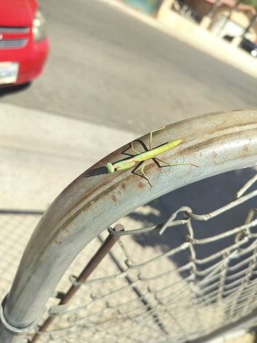 Mediterranean Mantis