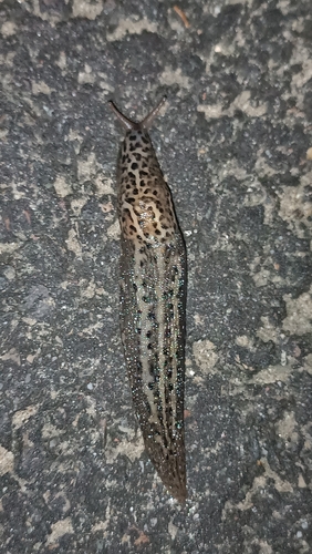 Leopard Slug