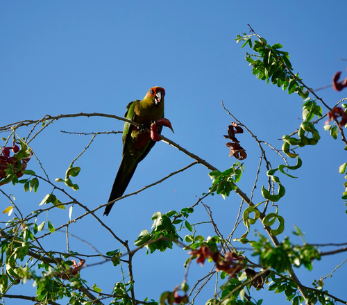 Golden-capped Parakeet