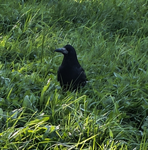 Rook