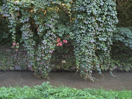 thicket creeper