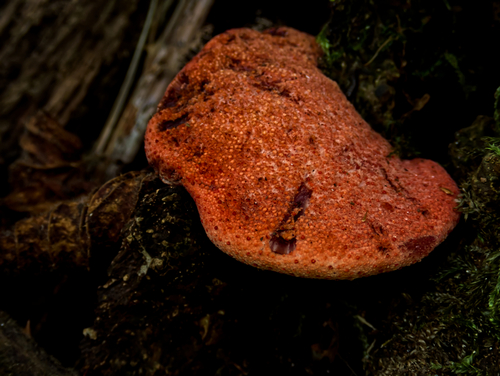 Beefsteak Polypore