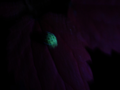 22-spot Ladybird