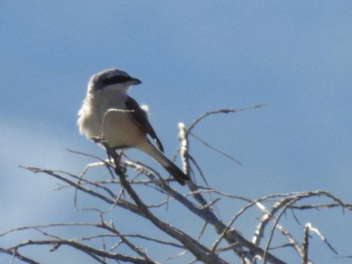 Great Gray Shrike