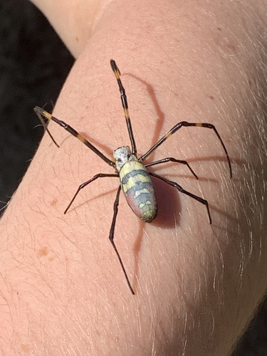 Joro Spider