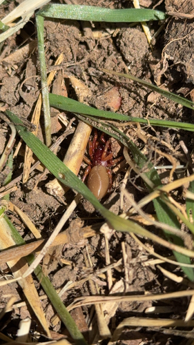 Woodlouse Spider
