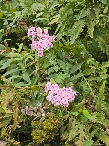 fall phlox