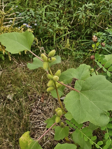 rough cocklebur