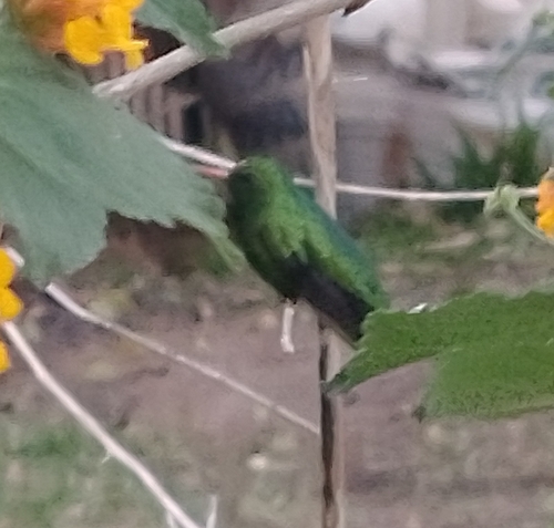 Glittering-bellied Emerald