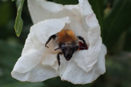 Common Carder Bumble Bee