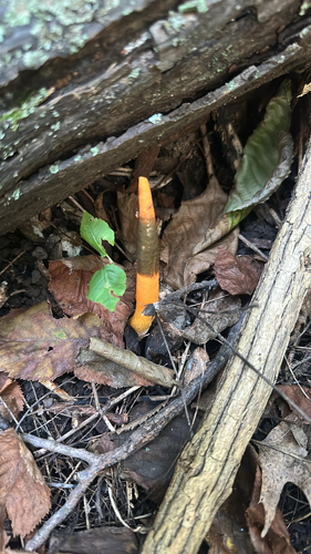 devil's dipstick