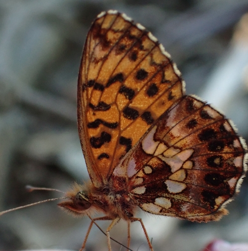 Weaver's Fritillary
